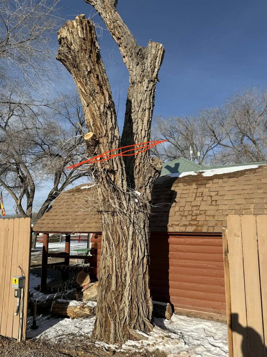 Cottonwood tree with a red line marking where to cut it for milling