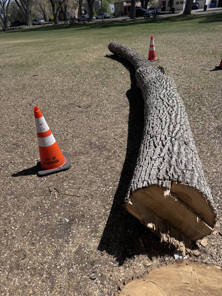 A large tree trunk down on the grass in a Montrose park, marked off with City of Montrose cones