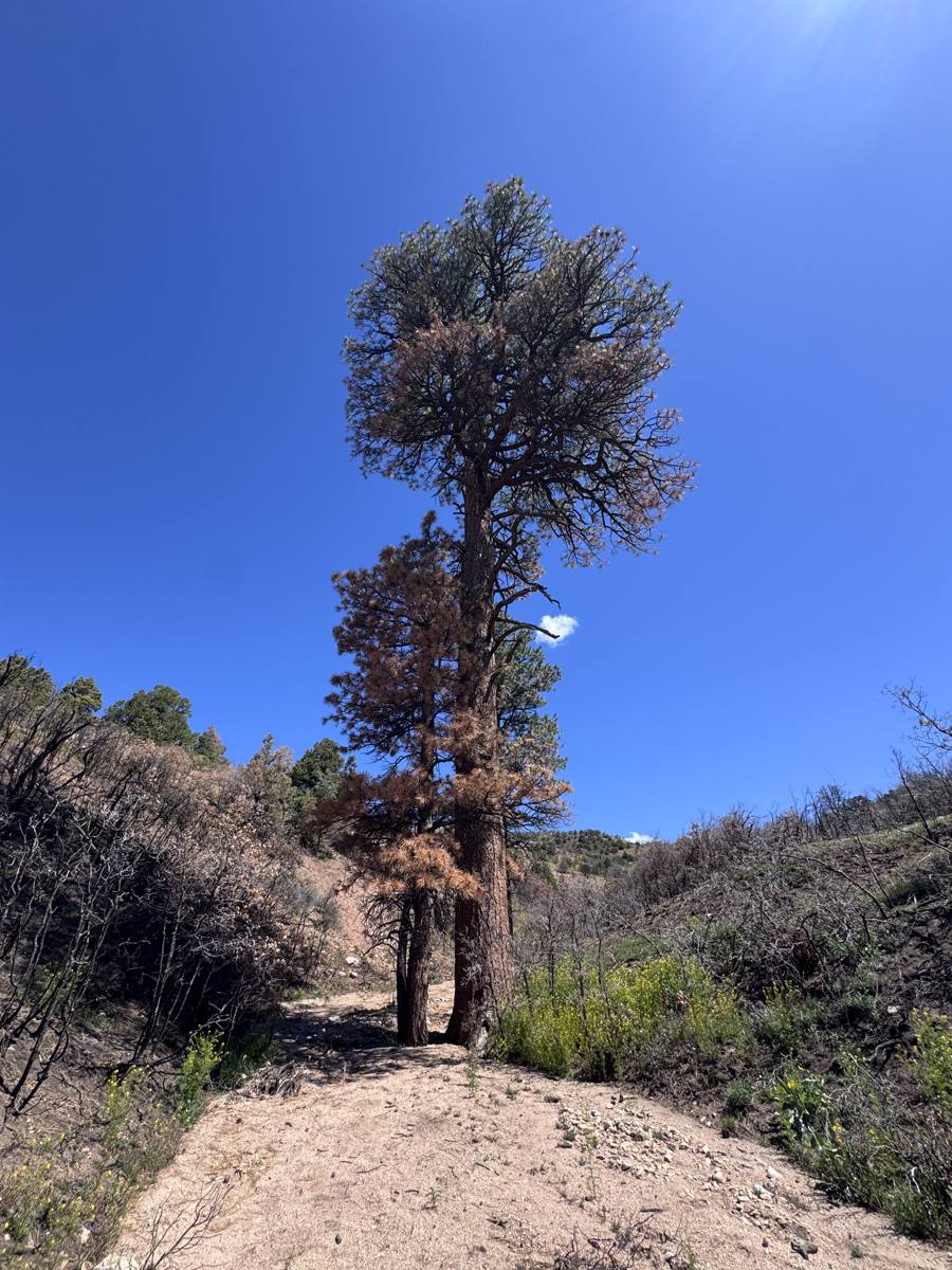 A tall ponderosa pine against a blue sky