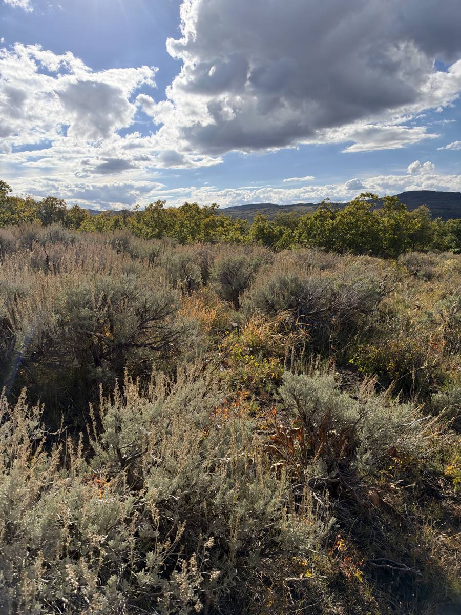 Sagebrush and scrub oak under a big sky