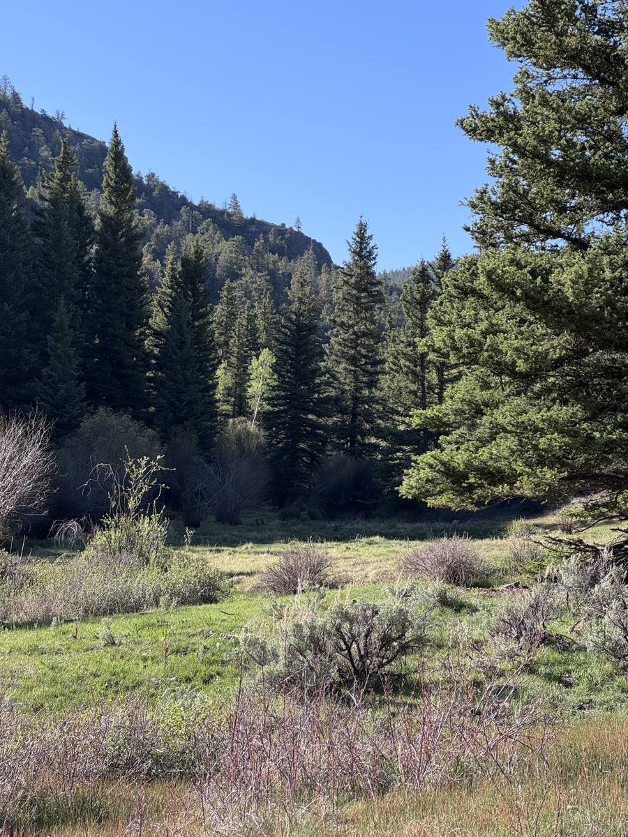 A green meadow below spruce and a rocky ridge